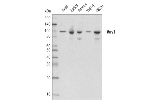Western Blotting Image 1: Vav1 Antibody