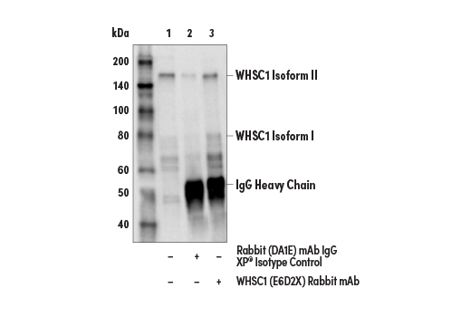 Immunoprecipitation Image 1: WHSC1 (E6D2X) Rabbit mAb