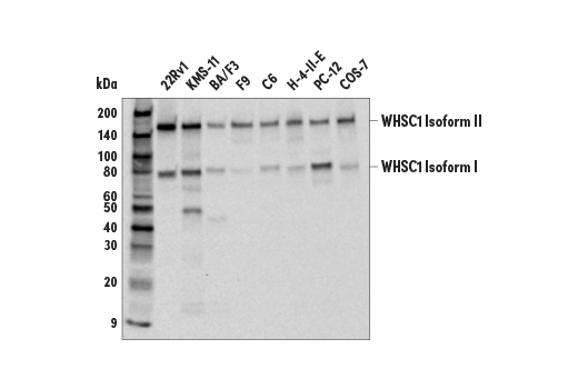 Western Blotting Image 1: WHSC1 (E6D2X) Rabbit mAb