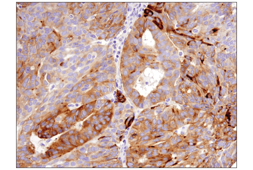 Immunohistochemistry Image 5: Synaptophysin (D8F6H) XP® Rabbit mAb (BSA and Azide Free)