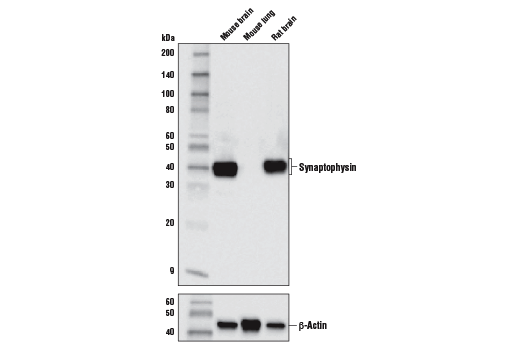 Western Blotting Image 1: Synaptophysin (D8F6H) XP® Rabbit mAb (BSA and Azide Free)