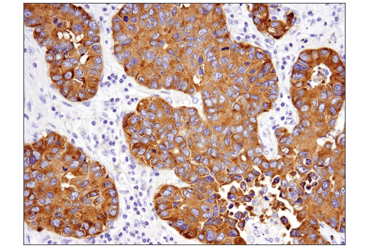 Immunohistochemistry Image 4: Synaptophysin (D8F6H) XP® Rabbit mAb (BSA and Azide Free)