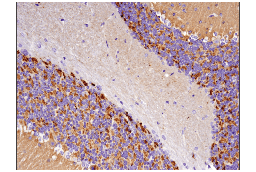 Immunohistochemistry Image 2: Synaptophysin (D8F6H) XP® Rabbit mAb (BSA and Azide Free)