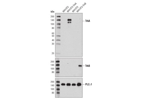  Image 2: Sequestosome Signaling Antibody Sampler Kit