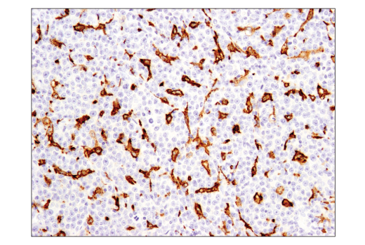 Immunohistochemistry Image 5: CD163 (D6U1J) Rabbit mAb (BSA and Azide Free)