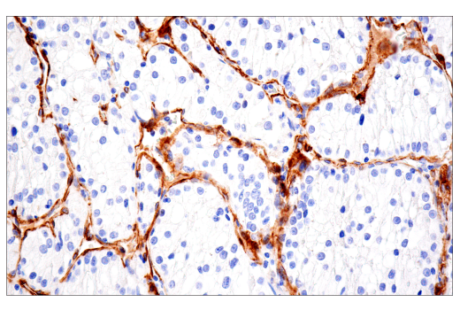 Immunohistochemistry Image 7: NG2/CSPG4 (E3B3G) XP® Rabbit mAb (BSA and Azide Free)