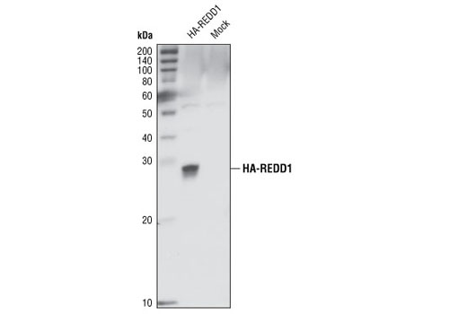Western Blotting Image 1: REDD1 Antibody