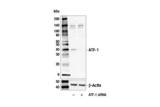 Western Blotting Image 1: ATF-1 Antibody