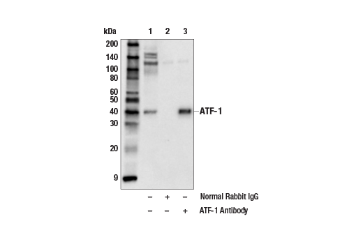 Immunoprecipitation Image 1: ATF-1 Antibody