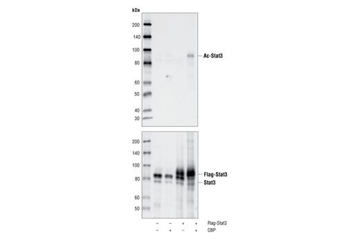 Western Blotting Image 1: Acetyl-Stat3 (Lys685) Antibody