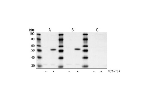 Western Blotting Image 1: Acetyl-p53 (Lys382) Antibody