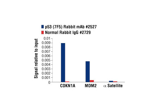 Chromatin Immunoprecipitation Image 1: p53 (7F5) Rabbit mAb