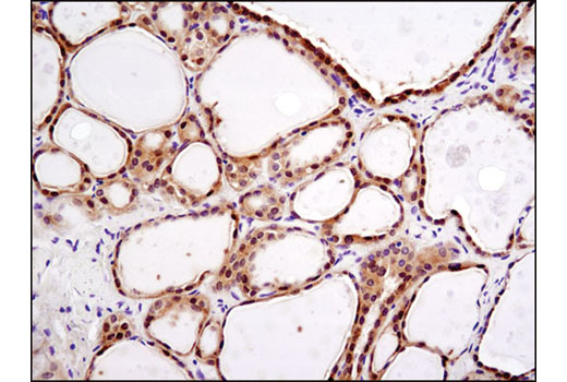 Immunohistochemistry Image 1: DEPTOR/DEPDC6 (D9F5) Rabbit mAb (BSA and Azide Free)