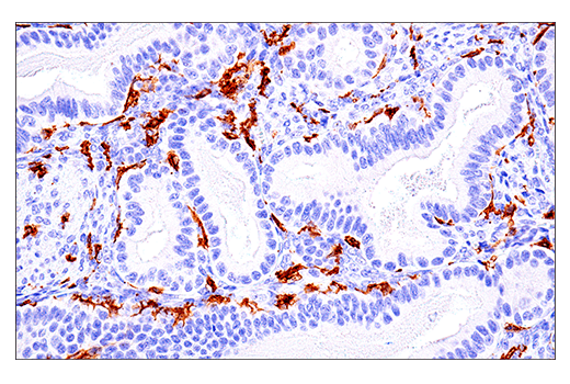 Immunohistochemistry Image 9: LAIR-1 (E7X6I) XP® Rabbit mAb (BSA and Azide Free)