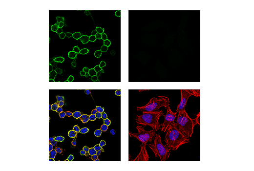 Immunofluorescence Image 1: LAIR-1 (E7X6I) XP® Rabbit mAb (BSA and Azide Free)