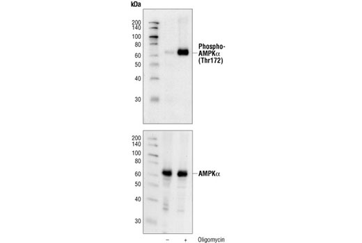  Image 2: PhosphoPlus® AMPKα (Thr172) Antibody Duet