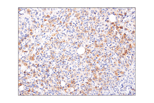 Immunohistochemistry Image 3: Phospho-AMPKα (Thr172) (40H9) Rabbit mAb (BSA and Azide Free)