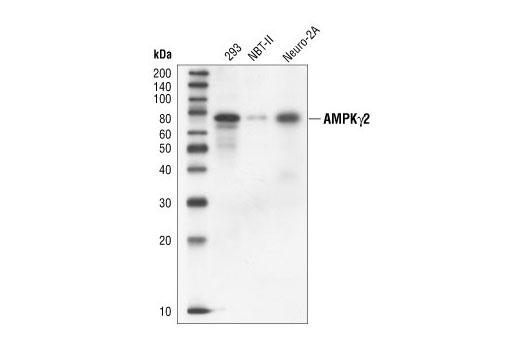 Western Blotting Image 1: AMPKγ2 Antibody