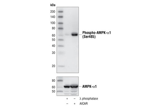 Western Blotting Image 1: Phospho-AMPKα1 (Ser485) (45F5) Rabbit mAb