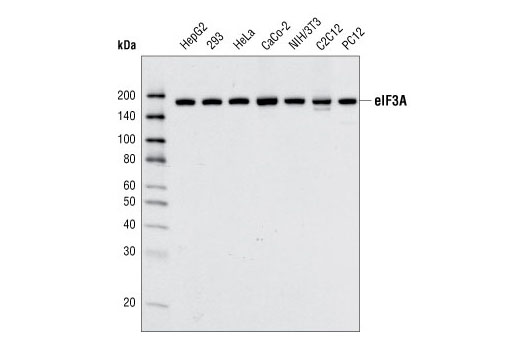 Western Blotting Image 1: eIF3A Antibody
