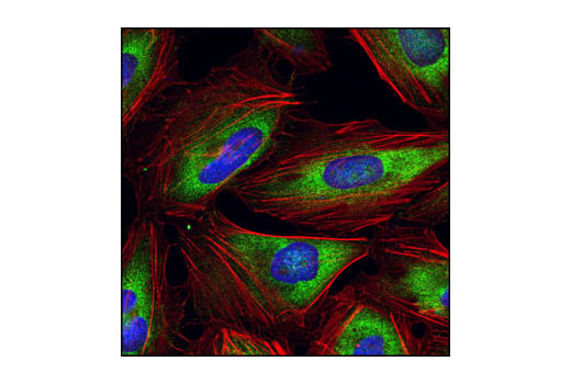 Immunofluorescence Image 1: eIF3A Antibody