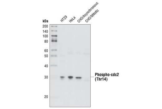 Western Blotting Image 1: Phospho-cdc2 (Thr14) Antibody