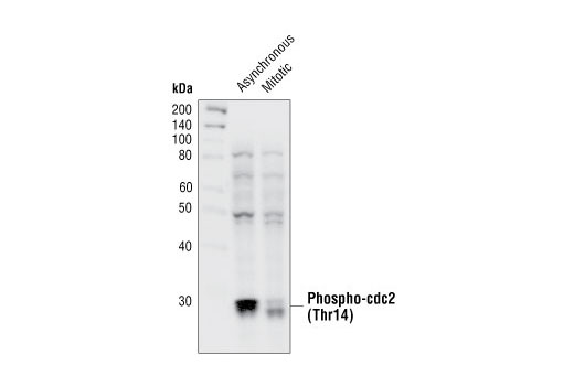 Western Blotting Image 2: Phospho-cdc2 (Thr14) Antibody
