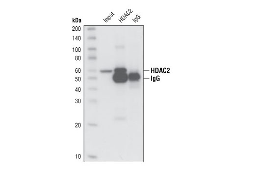 Immunoprecipitation Image 1: HDAC2 Antibody