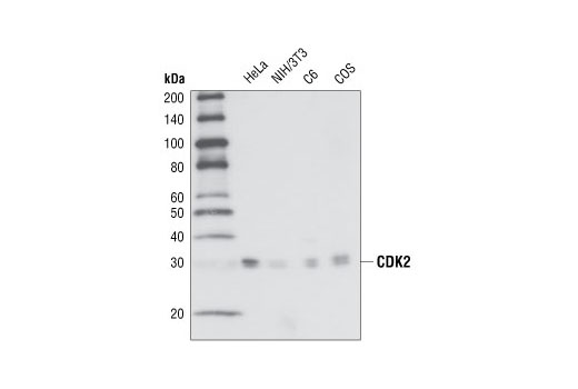  Image 3: Cell Cycle Regulation Antibody Sampler Kit