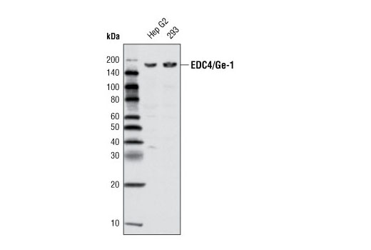 Western Blotting Image 1: EDC4/Ge-1 Antibody