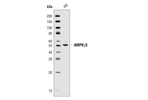 Western Blotting Image 1: AMPKγ3 Antibody