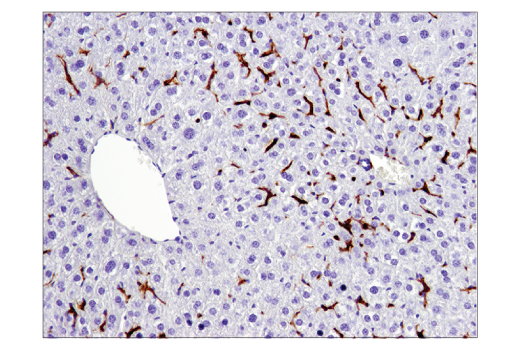 Immunohistochemistry Image 3: F4/80 (D2S9R) XP® Rabbit mAb (BSA and Azide Free)