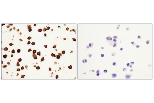 Immunohistochemistry Image 5: F4/80 (D2S9R) XP® Rabbit mAb (BSA and Azide Free)