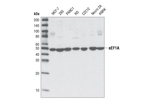 Western Blotting Image 1: eEF1A Antibody