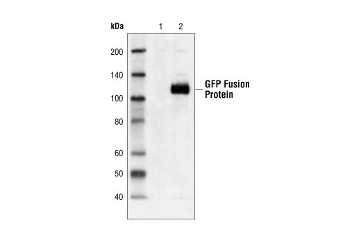 Western Blotting Image 1: GFP Antibody