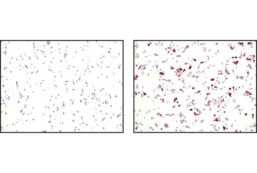 Immunohistochemistry Image 1: GFP Antibody
