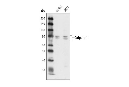 Western Blotting Image 1: Calpain 1 Large Subunit (Mu-type) Antibody