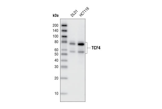 Western Blotting Image 1: TCF4 Antibody