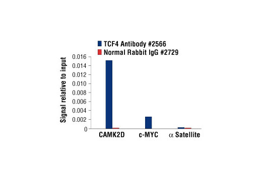 Chromatin Immunoprecipitation Image 1: TCF4 Antibody