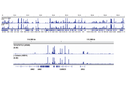 Chromatin Immunoprecipitation Image 2: TCF4/TCF7L2 (C48H11) Rabbit mAb