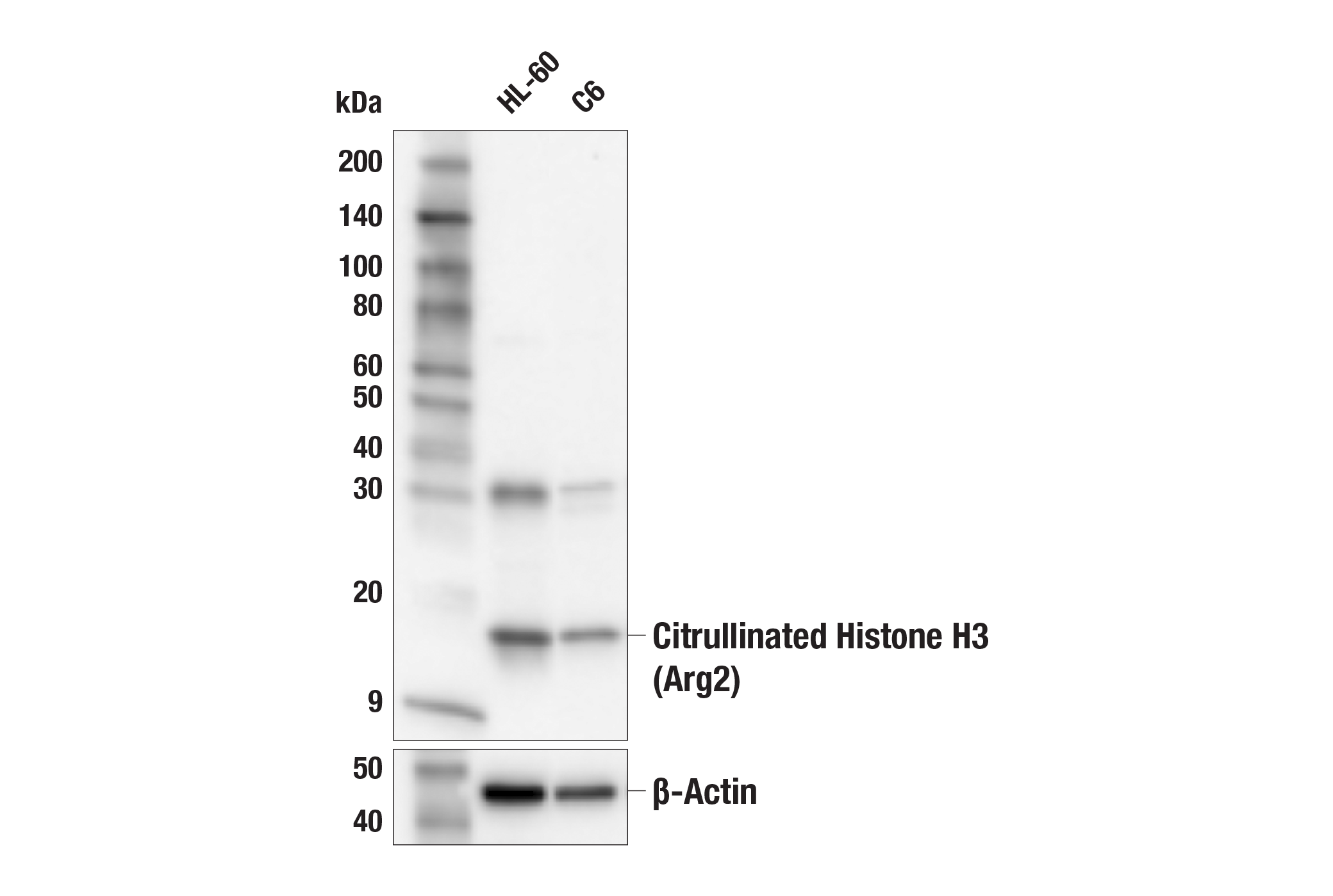 Western Blotting Image 2: Citrullinated Histone H3 (Arg2) (F3C9B) Rabbit mAb (BSA and Azide Free)