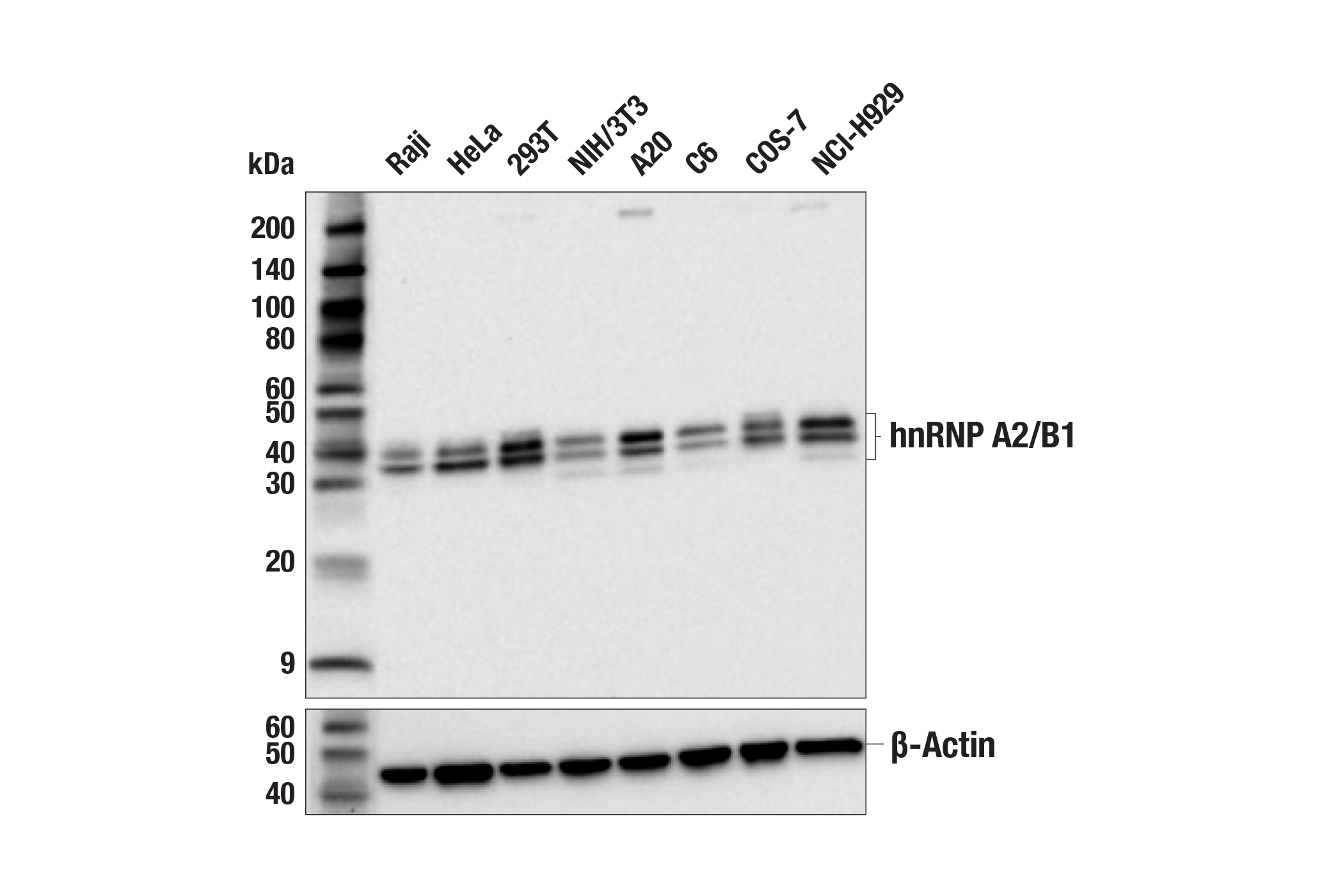 Western Blotting Image 1: hnRNP A2/B1 Antibody