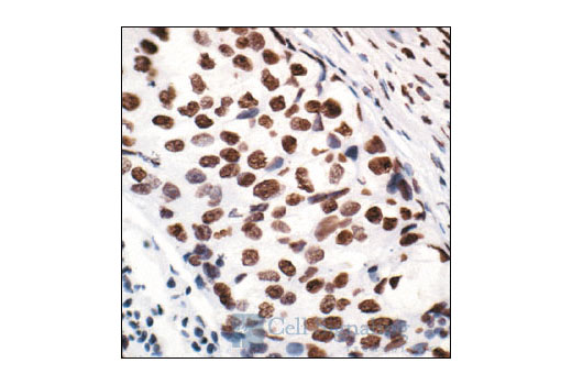 Immunohistochemistry Image 1: Acetyl-Histone H2A (Lys5) Antibody