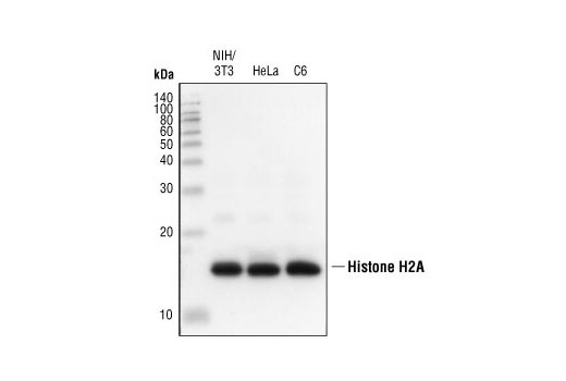 Western Blotting Image 2: Histone H2A Antibody II