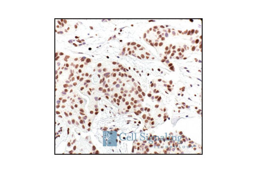 Immunohistochemistry Image 1: Histone H2A Antibody II