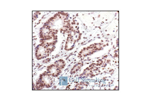 Immunohistochemistry Image 2: Histone H2A Antibody II