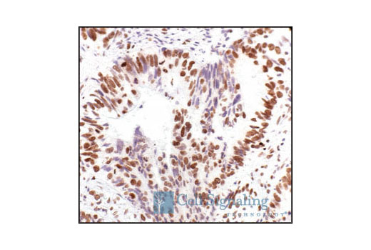 Immunohistochemistry Image 3: Histone H2A Antibody II