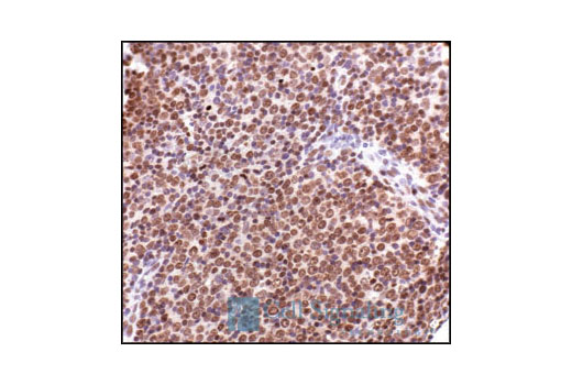 Immunohistochemistry Image 4: Histone H2A Antibody II