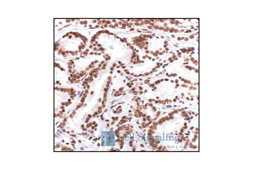 Immunohistochemistry Image 5: Histone H2A Antibody II