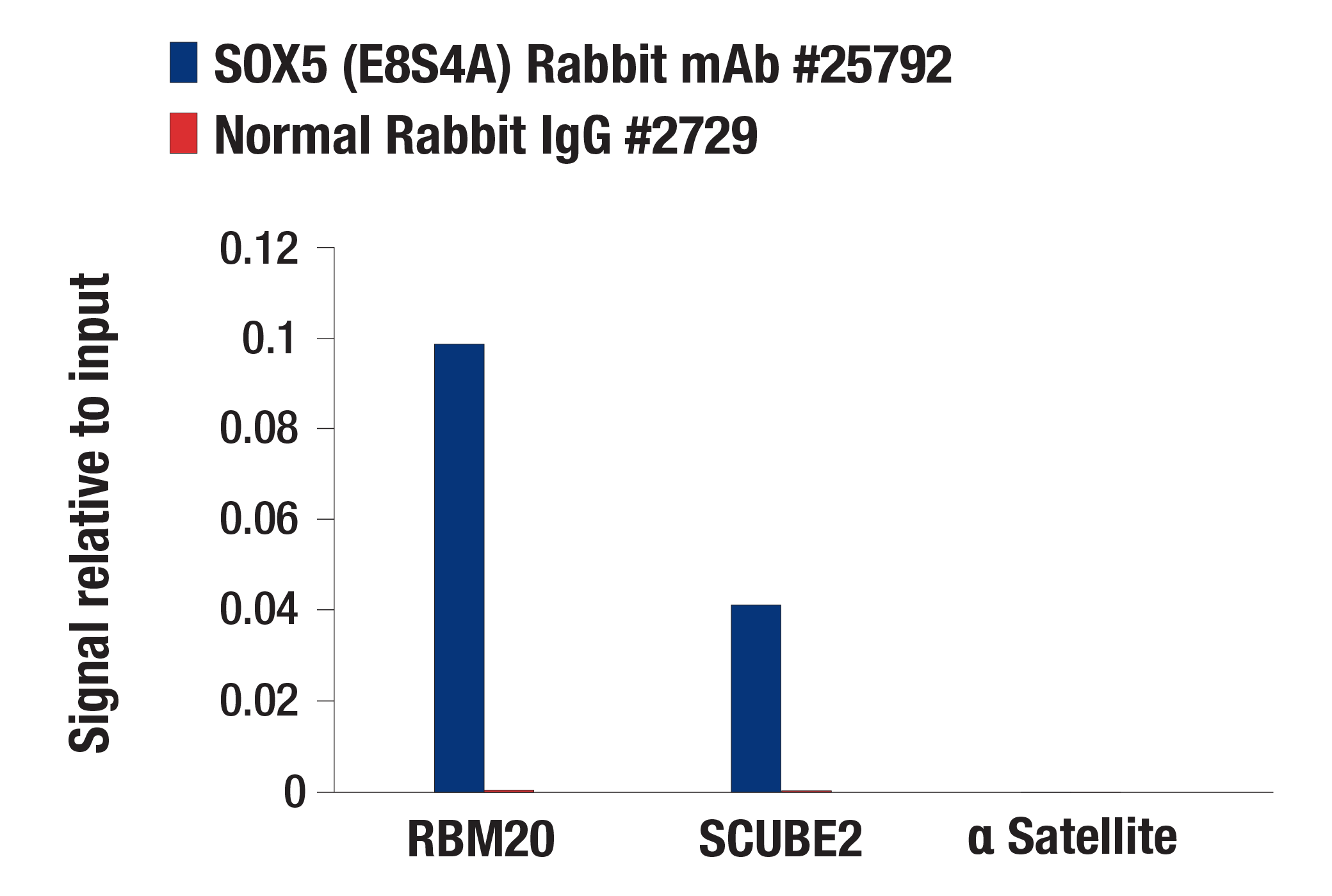 Chromatin Immunoprecipitation Image 1: SOX5 (E8S4A) Rabbit mAb
